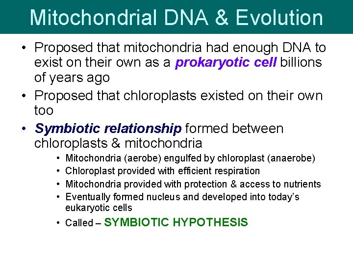 Mitochondrial DNA & Evolution • Proposed that mitochondria had enough DNA to exist on Mitochondrial DNA & Evolution • Proposed that mitochondria had enough DNA to exist on