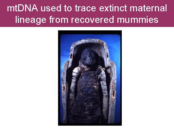 mt. DNA used to trace extinct maternal lineage from recovered mummies mt. DNA used to trace extinct maternal lineage from recovered mummies