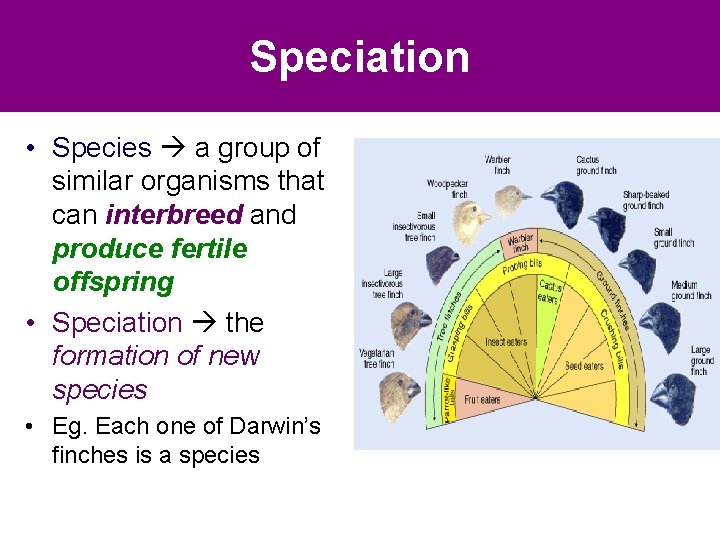 Speciation • Species a group of similar organisms that can interbreed and produce fertile Speciation • Species a group of similar organisms that can interbreed and produce fertile