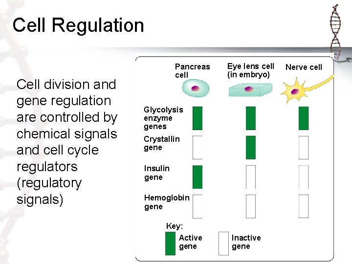 Cell Regulation Cell division and gene regulation are controlled by chemical signals and cell