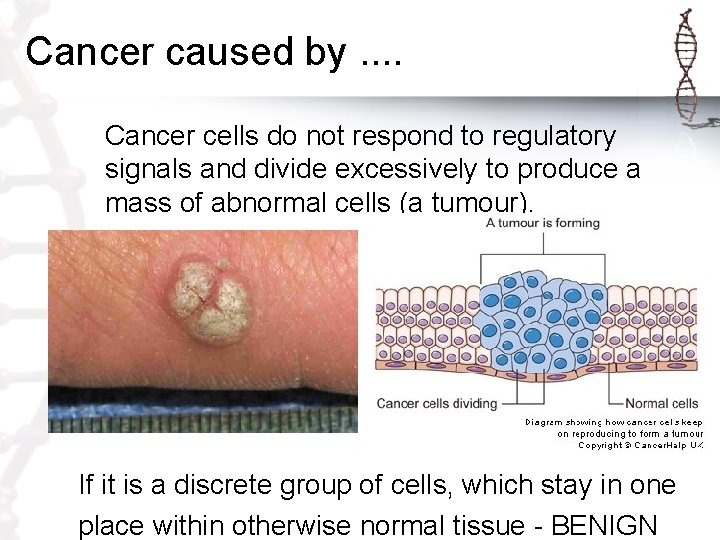 Cancer caused by. . Cancer cells do not respond to regulatory signals and divide