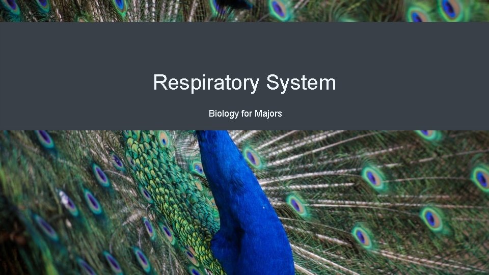 Respiratory System Biology for Majors 