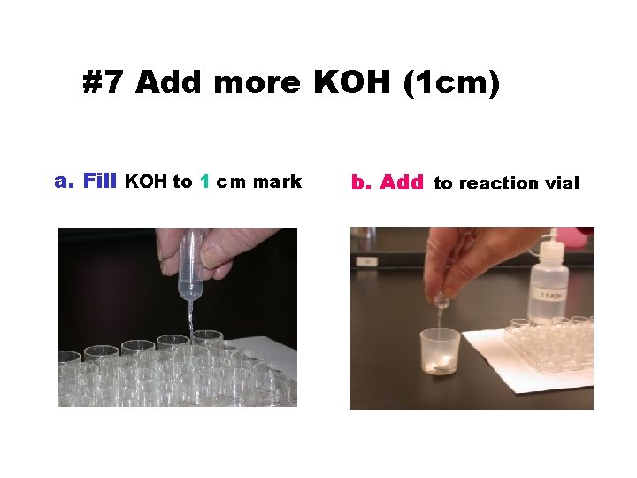 #7 Add more KOH (1 cm) a. Fill KOH to 1 cm mark b.