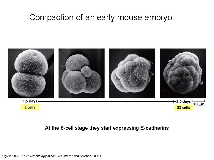 Compaction of an early mouse embryo. At the 8 -cell stage they start expressing