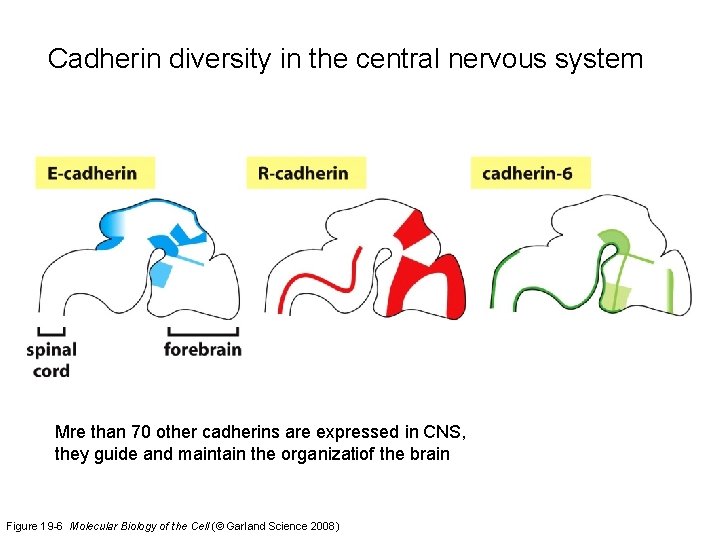 Cadherin diversity in the central nervous system Mre than 70 other cadherins are expressed