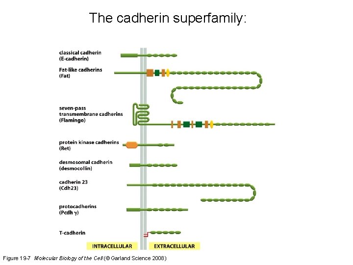 The cadherin superfamily: Figure 19 -7 Molecular Biology of the Cell (© Garland Science