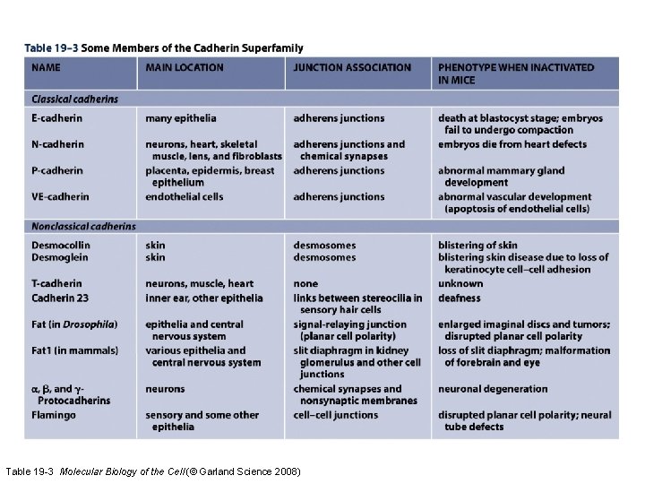 Table 19 -3 Molecular Biology of the Cell (© Garland Science 2008) 