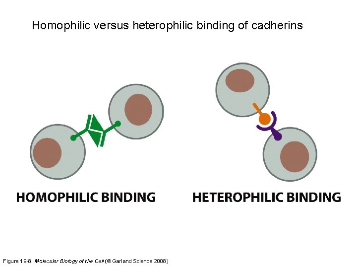 Homophilic versus heterophilic binding of cadherins Figure 19 -8 Molecular Biology of the Cell