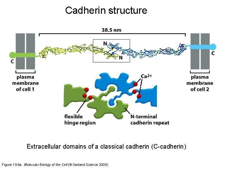 Cadherin structure Extracellular domains of a classical cadherin (C-cadherin) Figure 19 -9 a Molecular