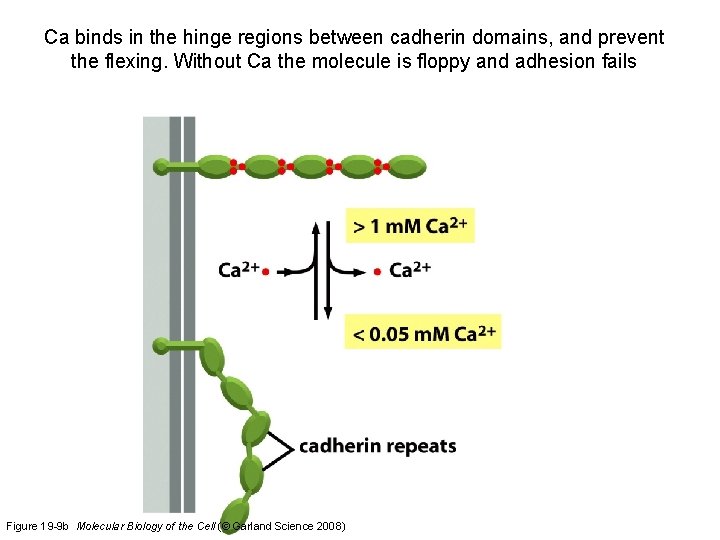 Ca binds in the hinge regions between cadherin domains, and prevent the flexing. Without