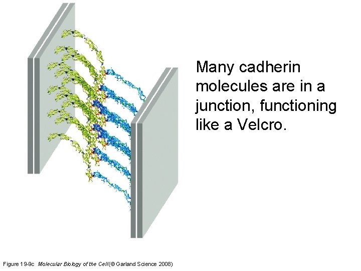 Many cadherin molecules are in a junction, functioning like a Velcro. Figure 19 -9