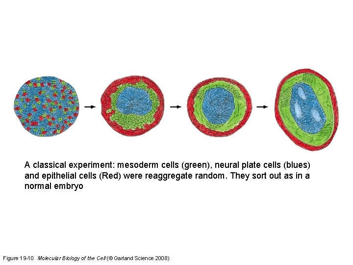 A classical experiment: mesoderm cells (green), neural plate cells (blues) and epithelial cells (Red)