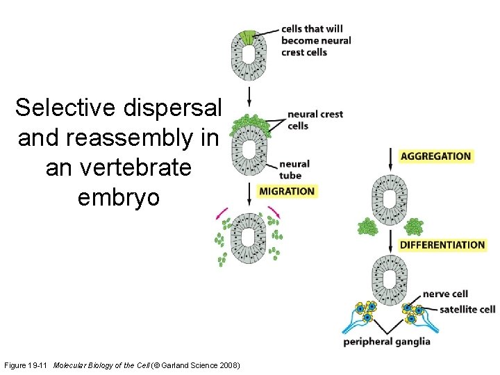 Selective dispersal and reassembly in an vertebrate embryo Figure 19 -11 Molecular Biology of