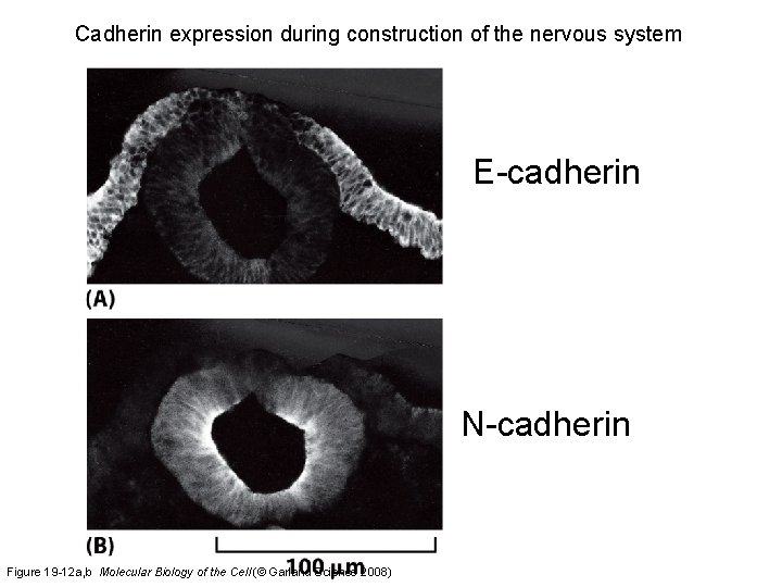 Cadherin expression during construction of the nervous system E-cadherin N-cadherin Figure 19 -12 a,