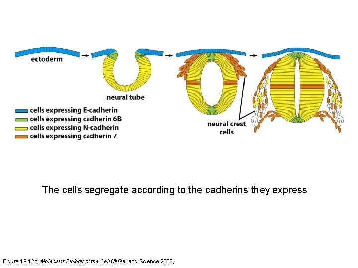 The cells segregate according to the cadherins they express Figure 19 -12 c Molecular