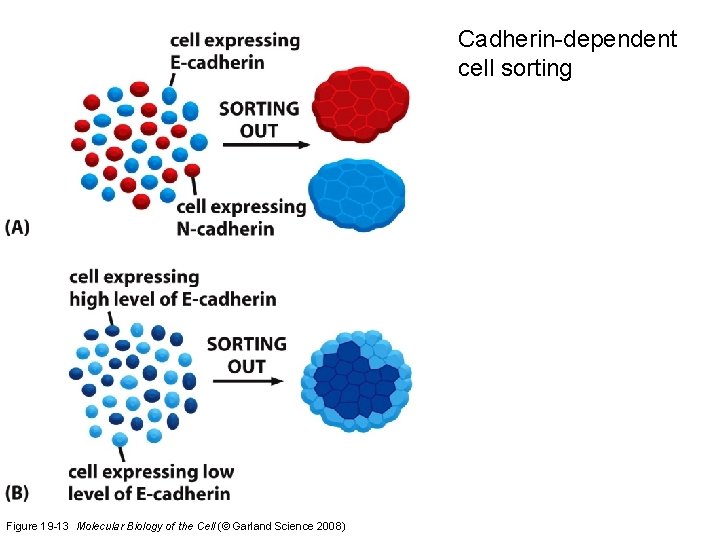 Cadherin-dependent cell sorting Figure 19 -13 Molecular Biology of the Cell (© Garland Science