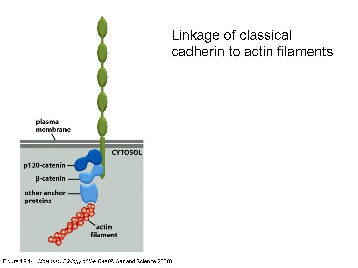 Linkage of classical cadherin to actin filaments Figure 19 -14 Molecular Biology of the