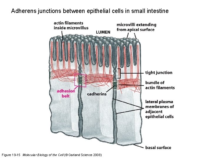 Adherens junctions between epithelial cells in small intestine Figure 19 -15 Molecular Biology of