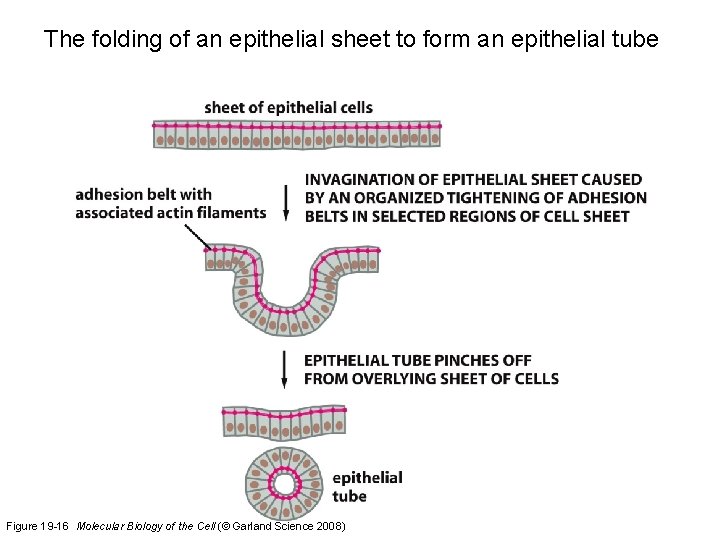 The folding of an epithelial sheet to form an epithelial tube Figure 19 -16