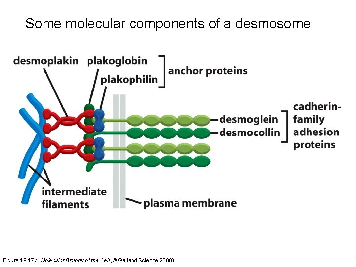 Some molecular components of a desmosome Figure 19 -17 b Molecular Biology of the