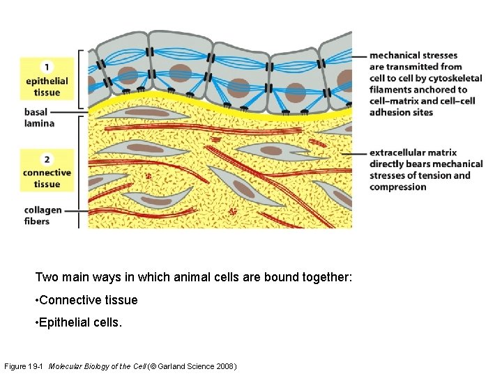 Two main ways in which animal cells are bound together: • Connective tissue •