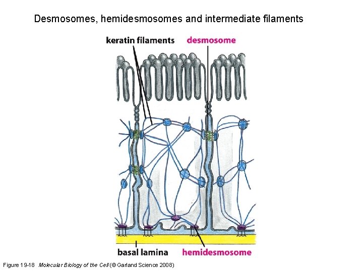 Desmosomes, hemidesmosomes and intermediate filaments Figure 19 -18 Molecular Biology of the Cell (©