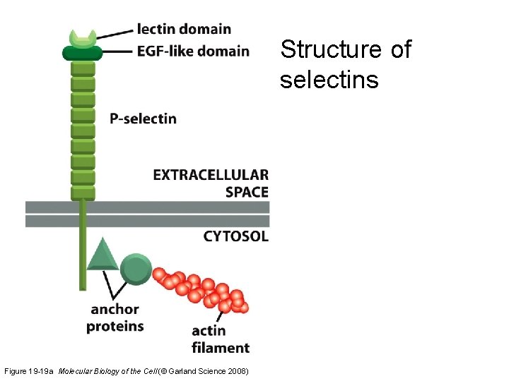 Structure of selectins Figure 19 -19 a Molecular Biology of the Cell (© Garland