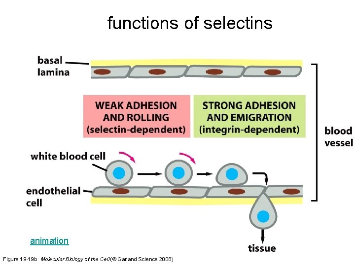 functions of selectins animation Figure 19 -19 b Molecular Biology of the Cell (©