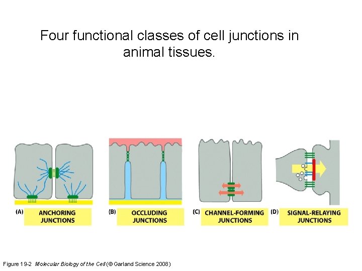 Four functional classes of cell junctions in animal tissues. Figure 19 -2 Molecular Biology