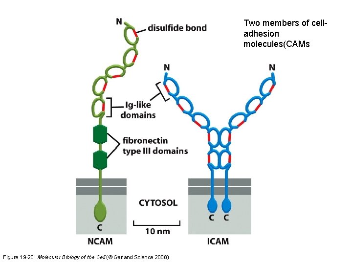 Two members of celladhesion molecules(CAMs Figure 19 -20 Molecular Biology of the Cell (©