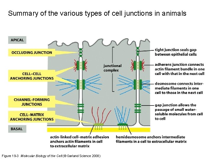 Summary of the various types of cell junctions in animals Figure 19 -3 Molecular