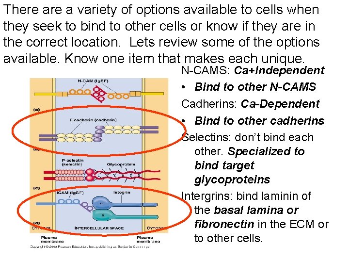 There a variety of options available to cells when they seek to bind to