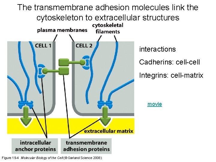 The transmembrane adhesion molecules link the cytoskeleton to extracellular structures interactions Cadherins: cell-cell Integrins: