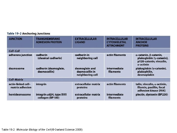 Table 19 -2 Molecular Biology of the Cell (© Garland Science 2008) 