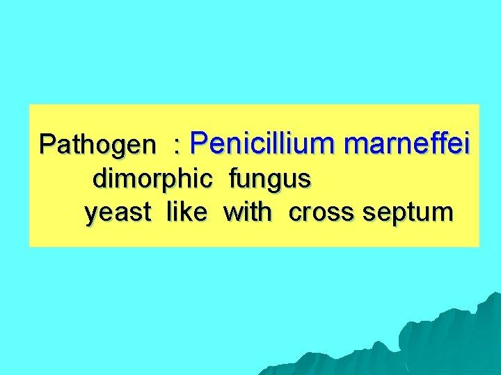 Pathogen : Penicillium marneffei dimorphic fungus yeast like with cross septum 