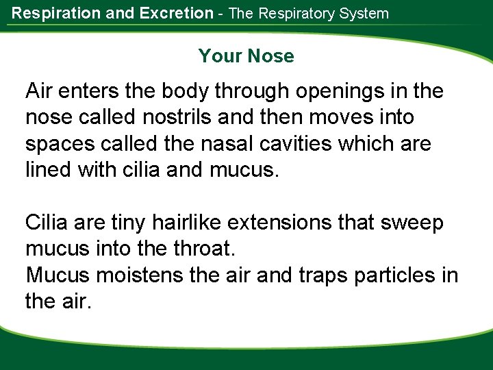 Respiration and Excretion - The Respiratory System Your Nose Air enters the body through