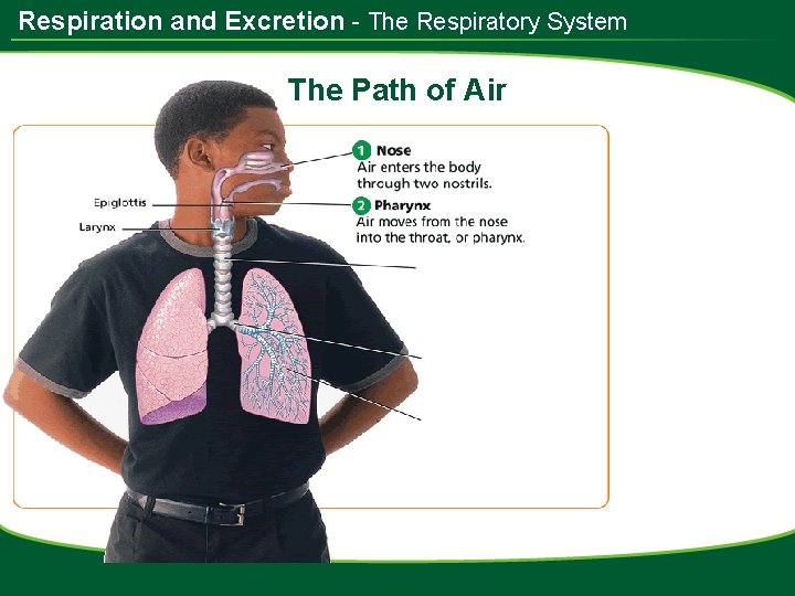 Respiration and Excretion - The Respiratory System The Path of Air 