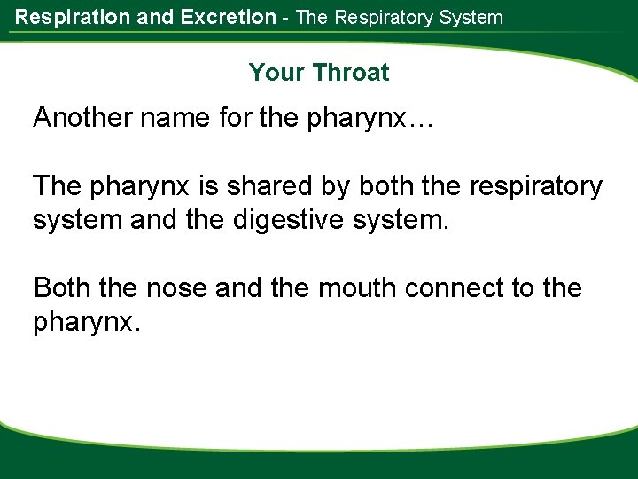 Respiration and Excretion - The Respiratory System Your Throat Another name for the pharynx…