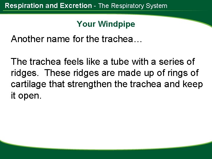 Respiration and Excretion - The Respiratory System Your Windpipe Another name for the trachea…