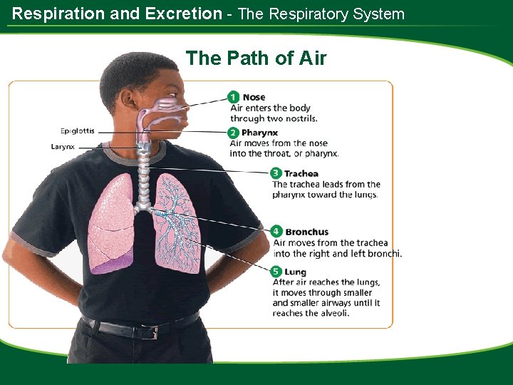 Respiration and Excretion - The Respiratory System The Path of Air 