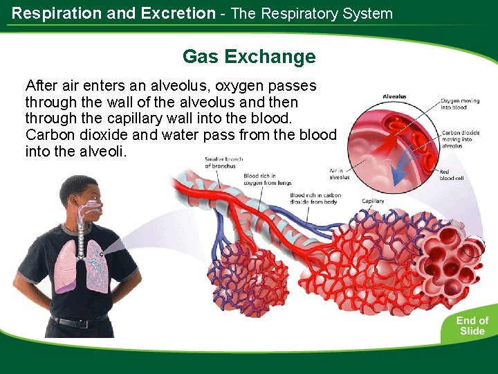 Respiration and Excretion - The Respiratory System Gas Exchange After air enters an alveolus,