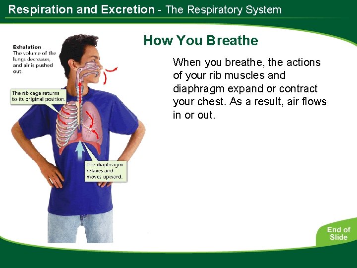 Respiration and Excretion - The Respiratory System How You Breathe When you breathe, the
