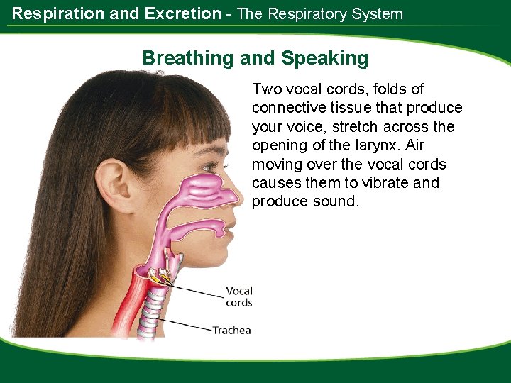 Respiration and Excretion - The Respiratory System Breathing and Speaking Two vocal cords, folds