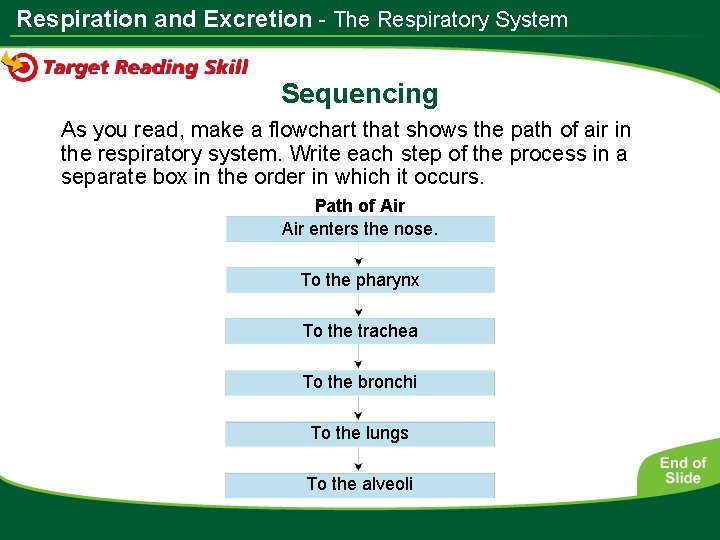 Respiration and Excretion - The Respiratory System Sequencing As you read, make a flowchart