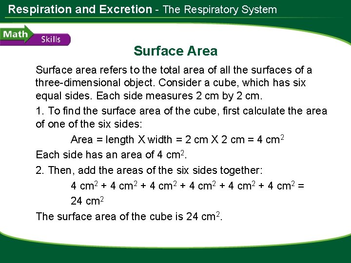 Respiration and Excretion - The Respiratory System Surface Area Surface area refers to the