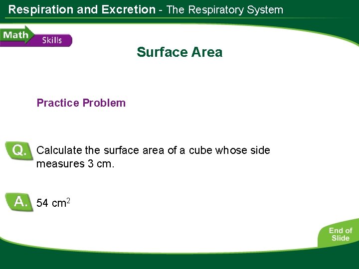 Respiration and Excretion - The Respiratory System Surface Area Practice Problem Calculate the surface