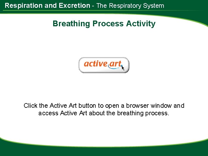 Respiration and Excretion - The Respiratory System Breathing Process Activity Click the Active Art