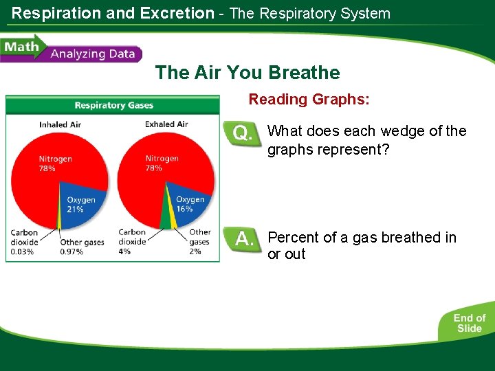 Respiration and Excretion - The Respiratory System The Air You Breathe Reading Graphs: What