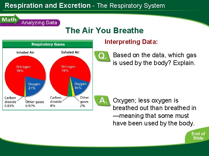 Respiration and Excretion - The Respiratory System The Air You Breathe Interpreting Data: Based