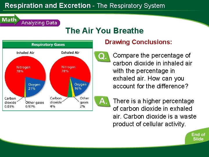 Respiration and Excretion - The Respiratory System The Air You Breathe Drawing Conclusions: Compare